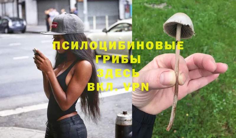 дарнет шоп  мега сайт  Псилоцибиновые грибы MAGIC MUSHROOMS  Ворсма 